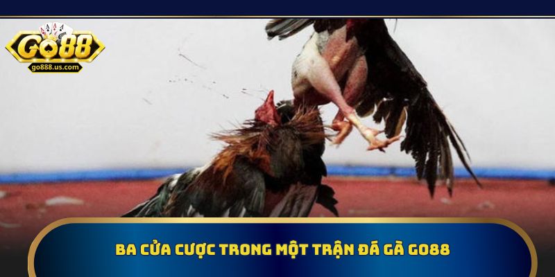 Ba cửa cược trong một trận đá gà Go88