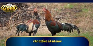 Các Giống Gà Đá Hay | Nổi Bật Với Kỹ Năng Chiến Đấu Đỉnh Cao