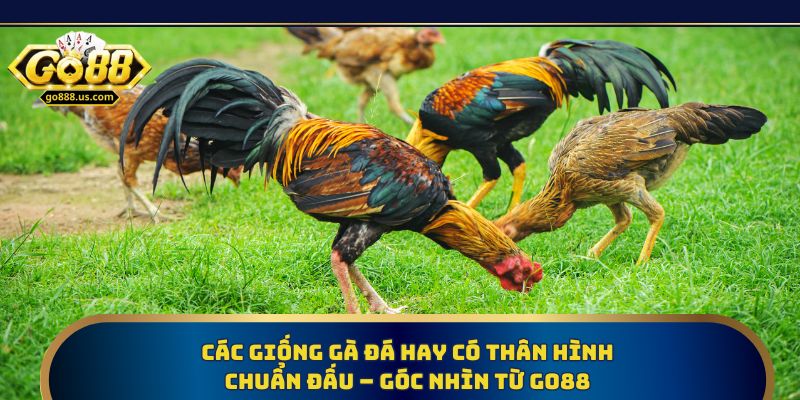 Các giống gà đá hay có thân hình chuẩn đấu – Góc nhìn từ Go88