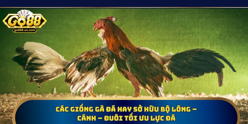  Các giống gà đá hay sở hữu bộ lông – cánh – đuôi tối ưu lực đá