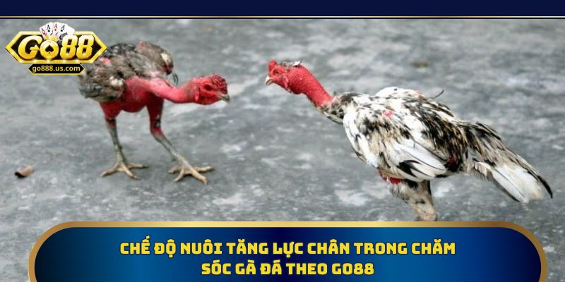 Chế độ nuôi tăng lực chân trong chăm sóc gà đá theo Go88