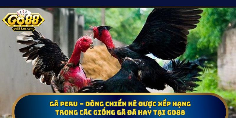 Gà Peru – Dòng chiến kê được xếp hạng trong các giống gà đá hay