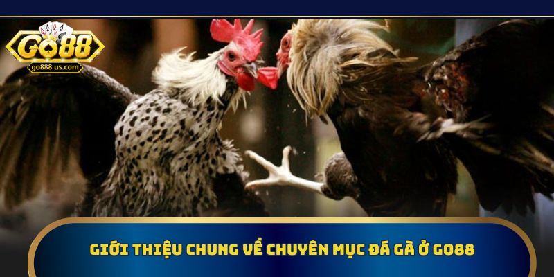 Giới thiệu chung về chuyên mục đá gà ở Go88