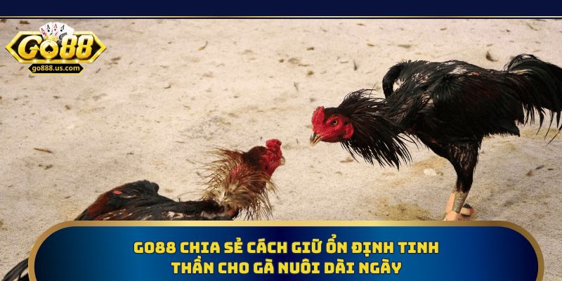 Go88 chia sẻ cách giữ ổn định tinh thần cho gà nuôi dài ngày