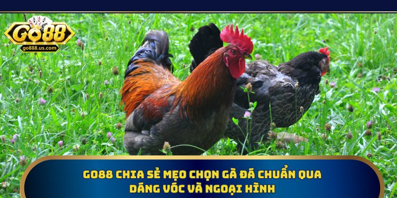 Go88 chia sẻ mẹo chọn gà đá chuẩn qua dáng vóc và ngoại hình