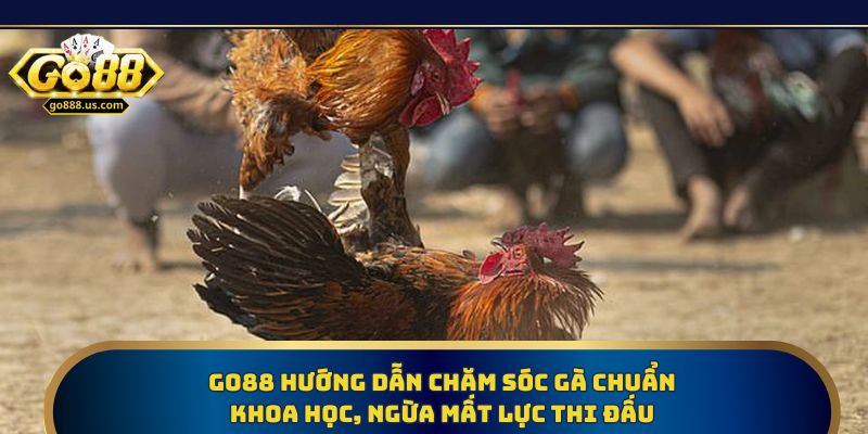 Go88 hướng dẫn chăm sóc gà chuẩn khoa học, ngừa mất lực thi đấu