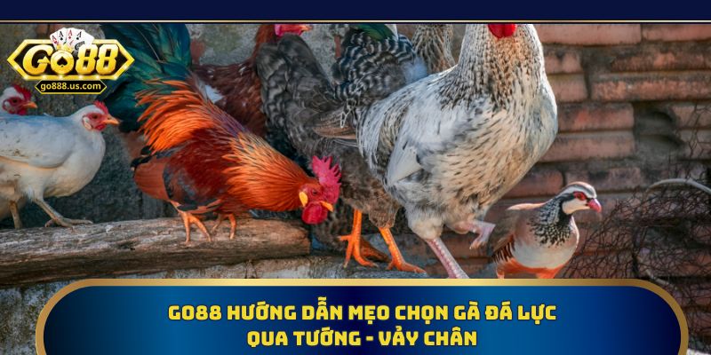 Go88 hướng dẫn mẹo chọn gà đá lực qua tướng - vảy chân