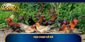 Mẹo Chọn Gà Đá – Nhận Diện Chiến Kê Có Lực, Lì Đòn, Bền Sức