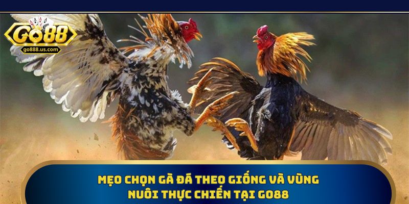 Mẹo chọn gà đá theo giống và vùng nuôi thực chiến tại Go88